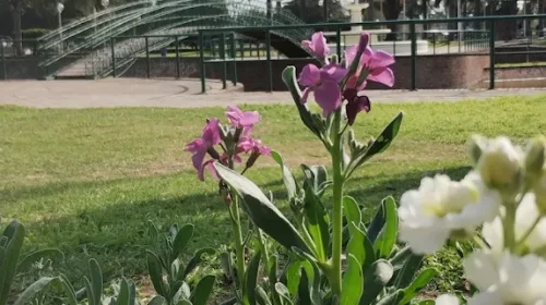 PARQUE