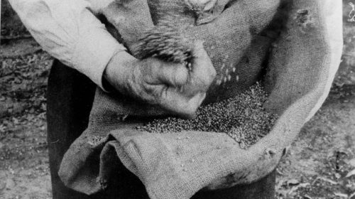 Semillas, primeras siembras - Fuente Colección Museo de la Colonización - Esperanza, Santa Fe